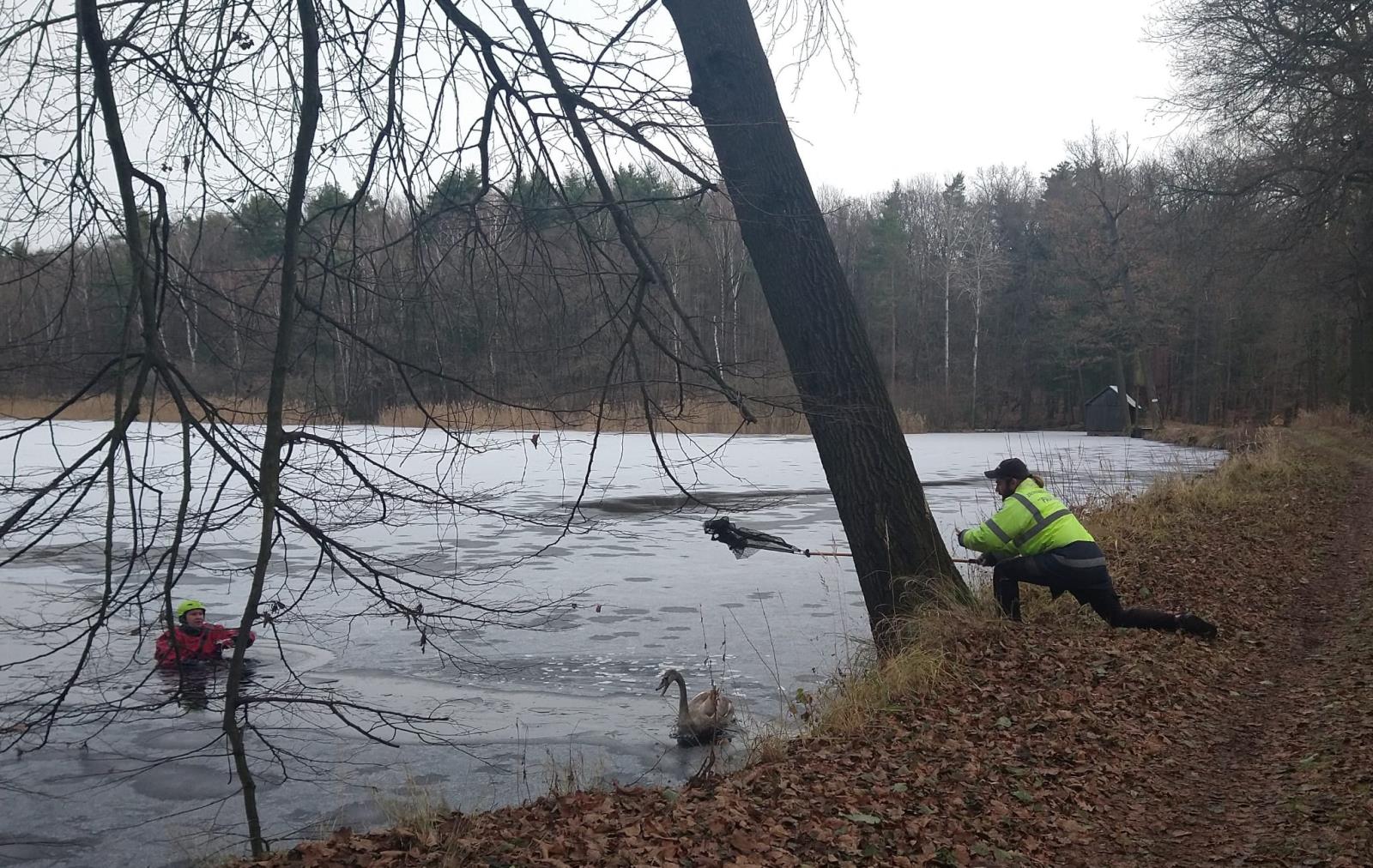 labuť Břehy 5-12-2021 (2).jpg