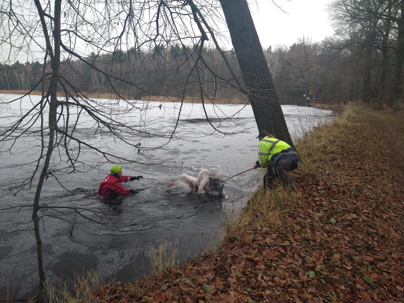 labuť Břehy 5-12-2021 (3).jpg