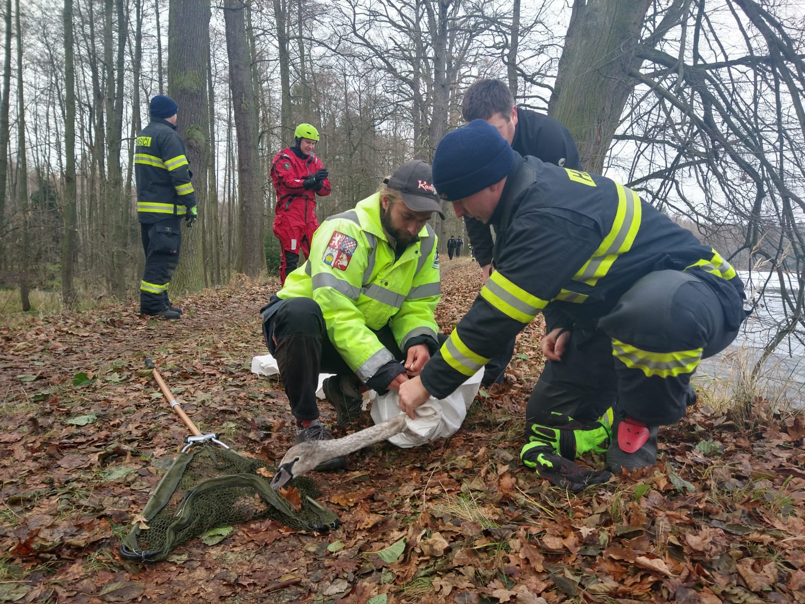 labuť Břehy 5-12-2021 (5).jpg