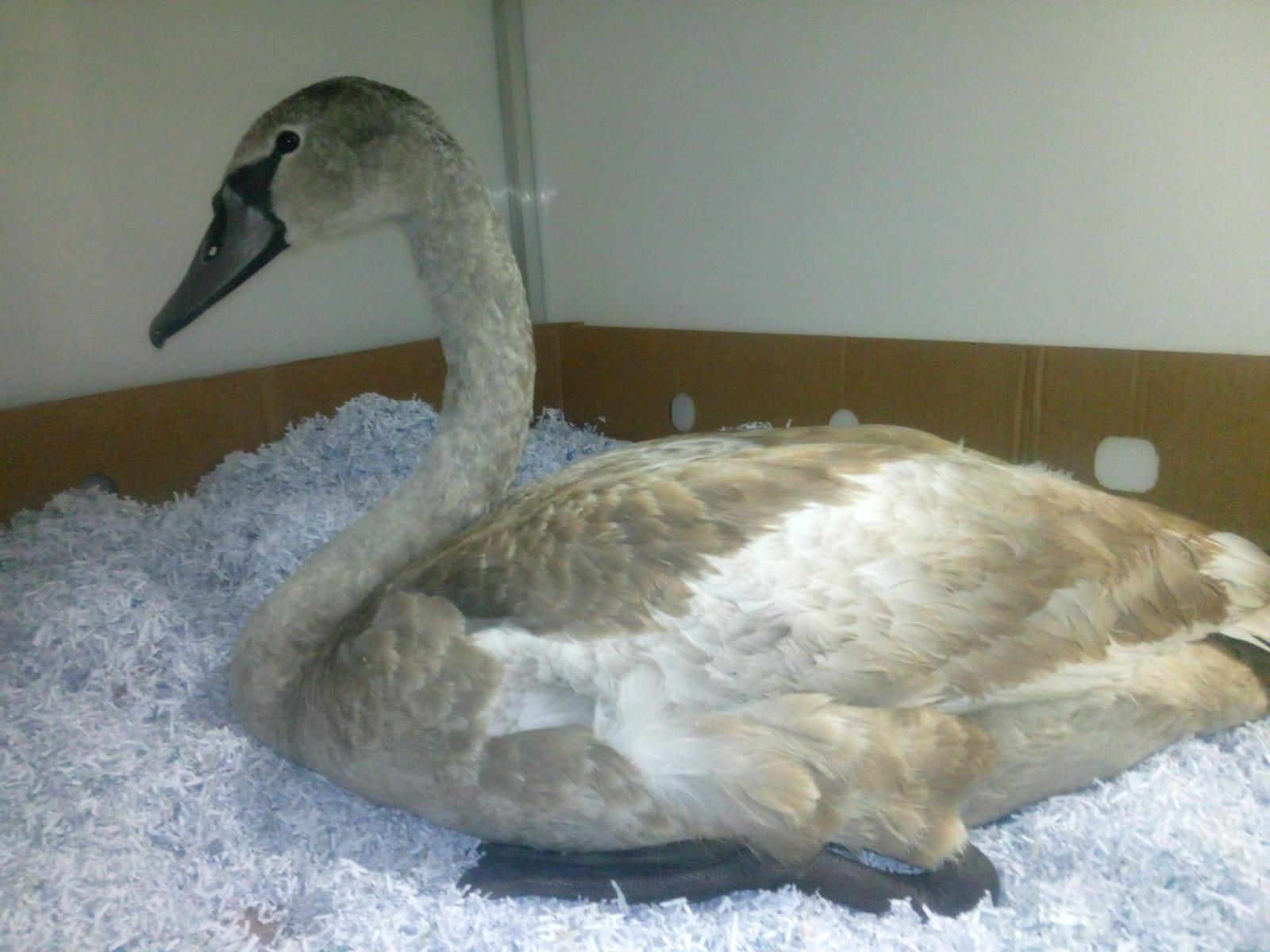 labuť Břehy 5-12-2021 (6).jpg