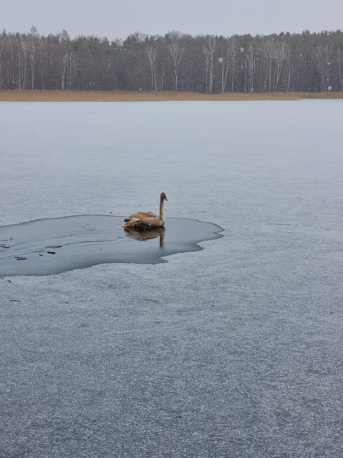 labuť Břehy 5-12-2021.jpg