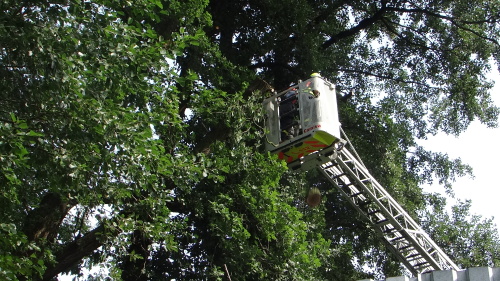 nebezpecnydubOstrava_Vresinska (13).JPG