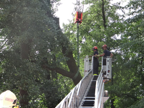nebezpecnydubOstrava_Vresinska (18).JPG