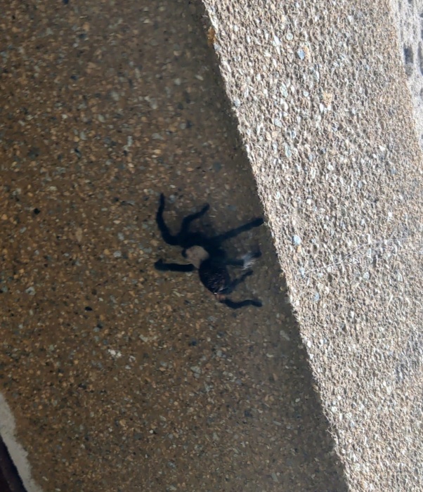 odchytsklipkanOstrava (2).jpg