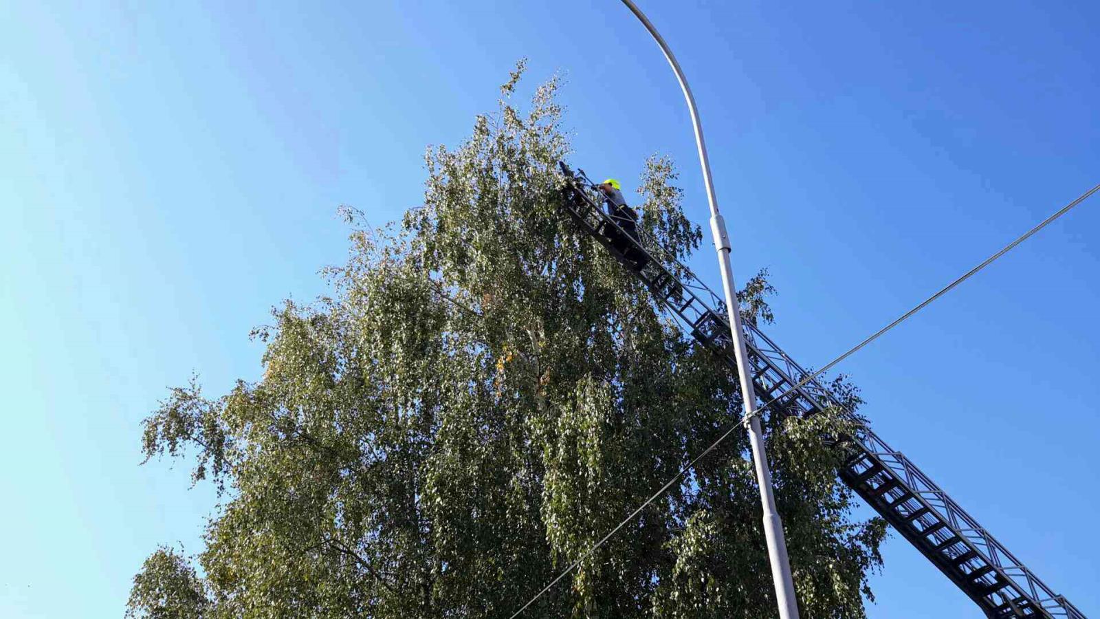 papoušek.jpg