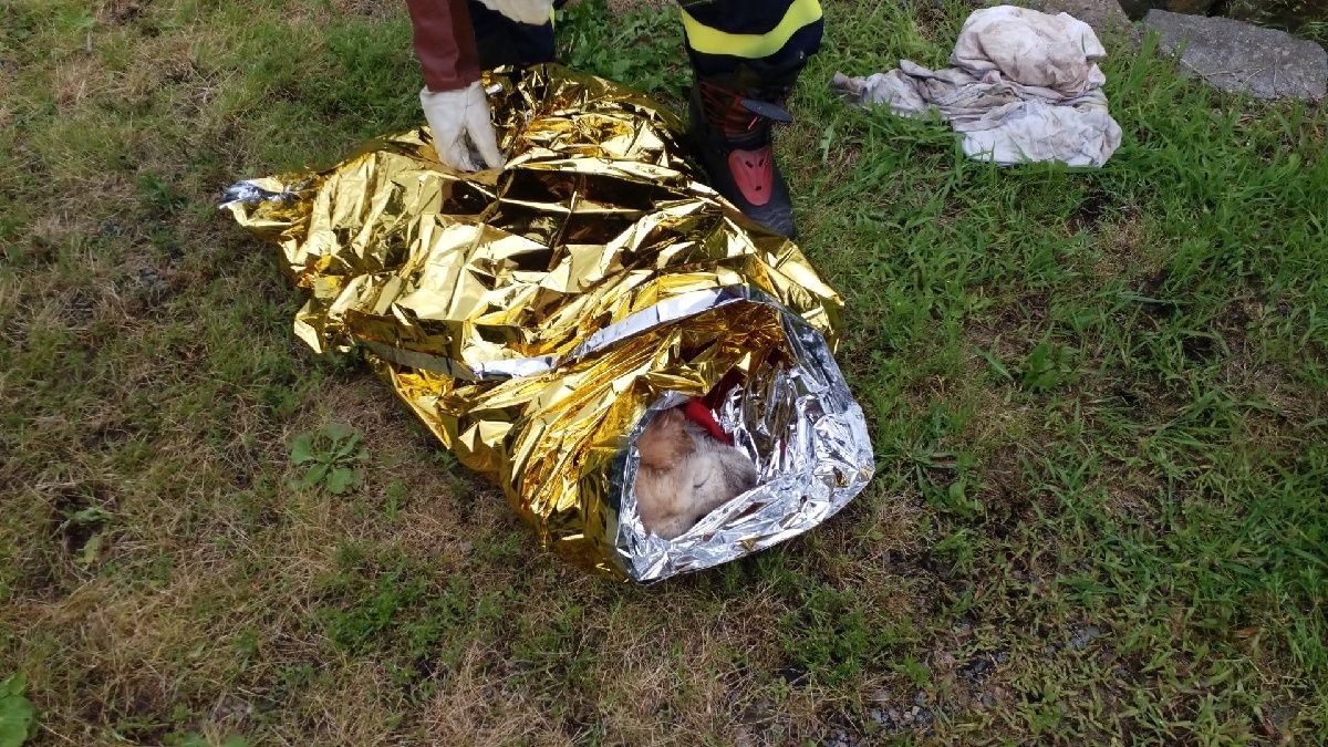 pejsek5 15.7.2020.jpg