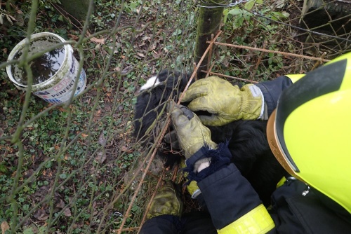 pesplotOVPolankanO (3).JPG