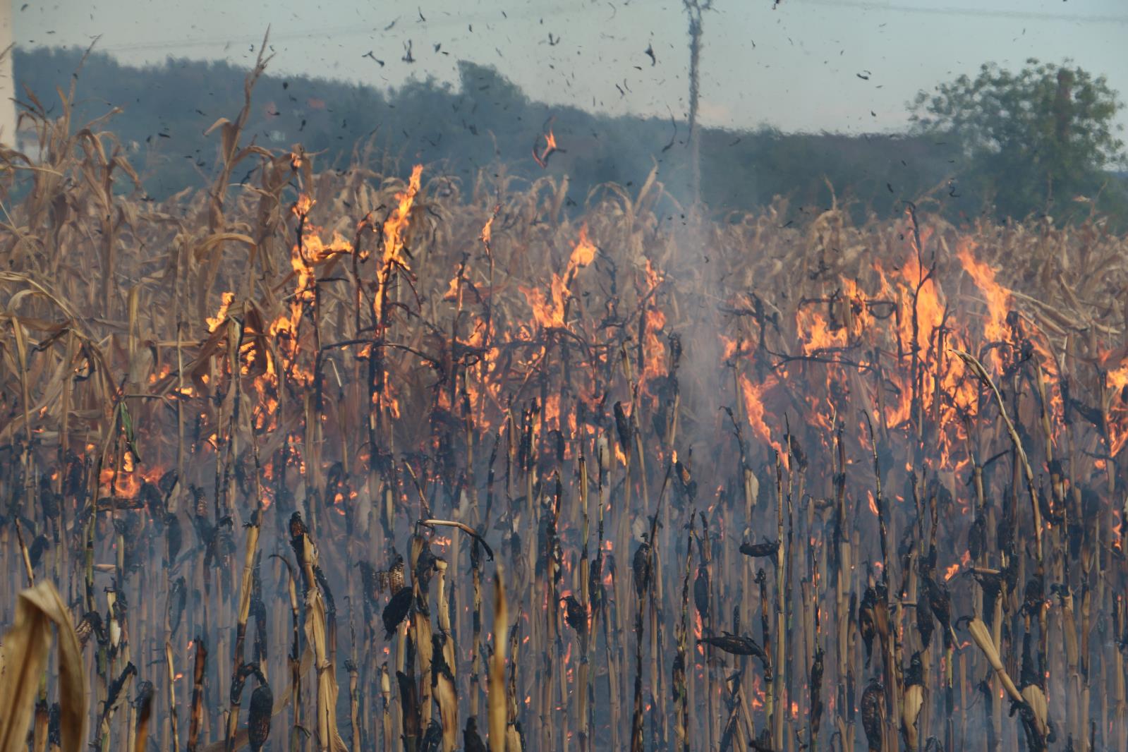 polní požár kukuřice - Šternberk 10.9.2018