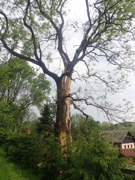 pozarchatkajasanVaclavovuBr (1).JPG