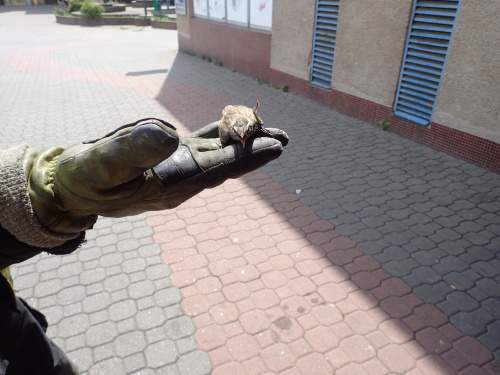 ptakrestauraceOstrava (5).JPG