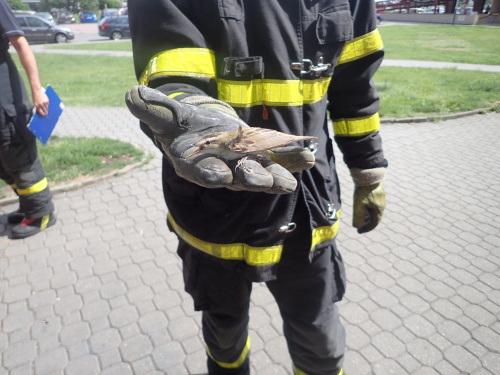 ptakrestauraceOstrava (6).JPG