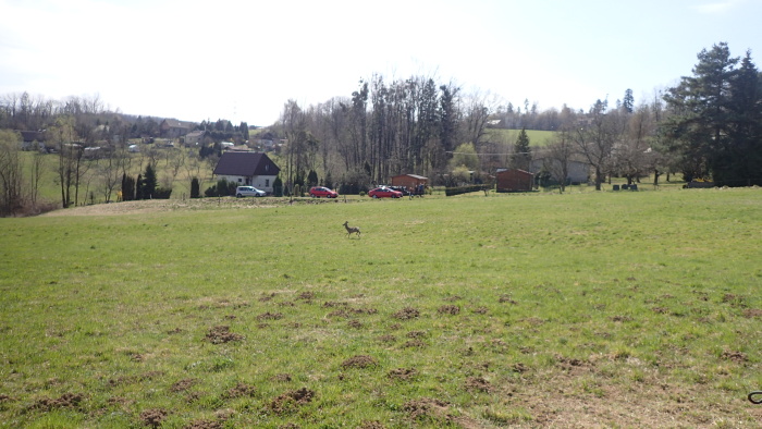 srnciohradnikCeskyTesin (4).JPG