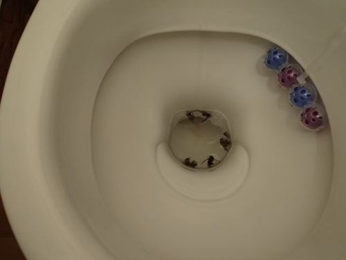 srsnelikvidaceVolgogradska_Ostrava-Zabreh (27).JPG