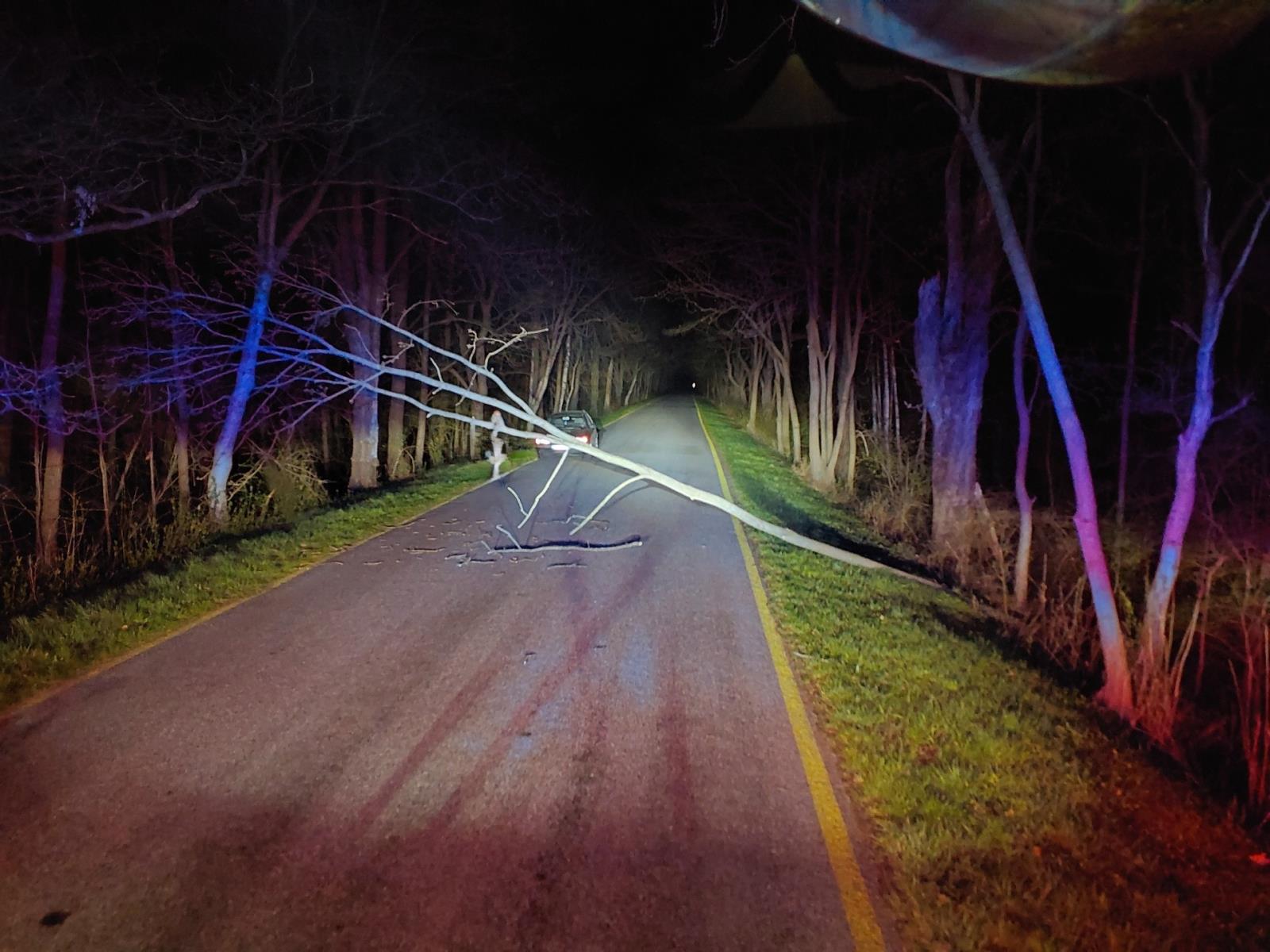 strom přes cestu Stéblová