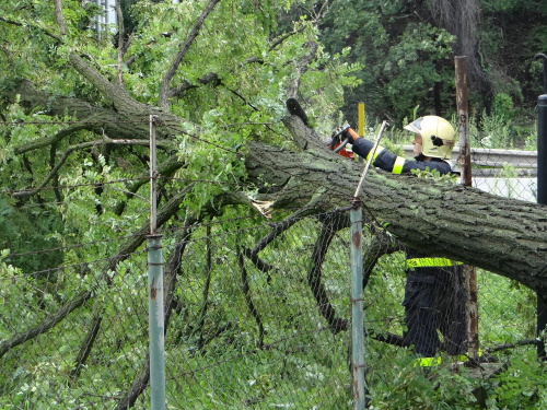 strom2akatymenirnaOstrava (16).JPG