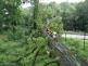 strom2akatymenirnaOstrava (17)
