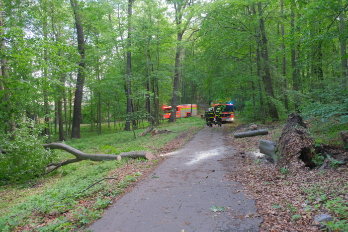 stromOV_Hulvaky (11).JPG