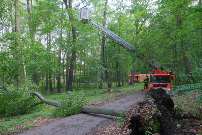 stromOV_Hulvaky (6).JPG