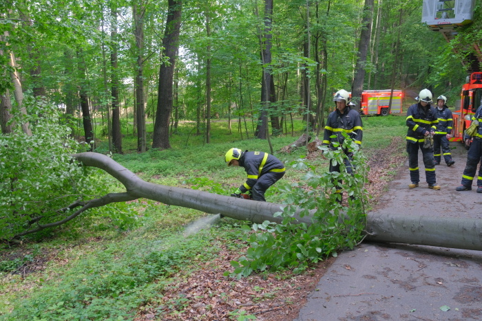 stromOV_Hulvaky (8).JPG