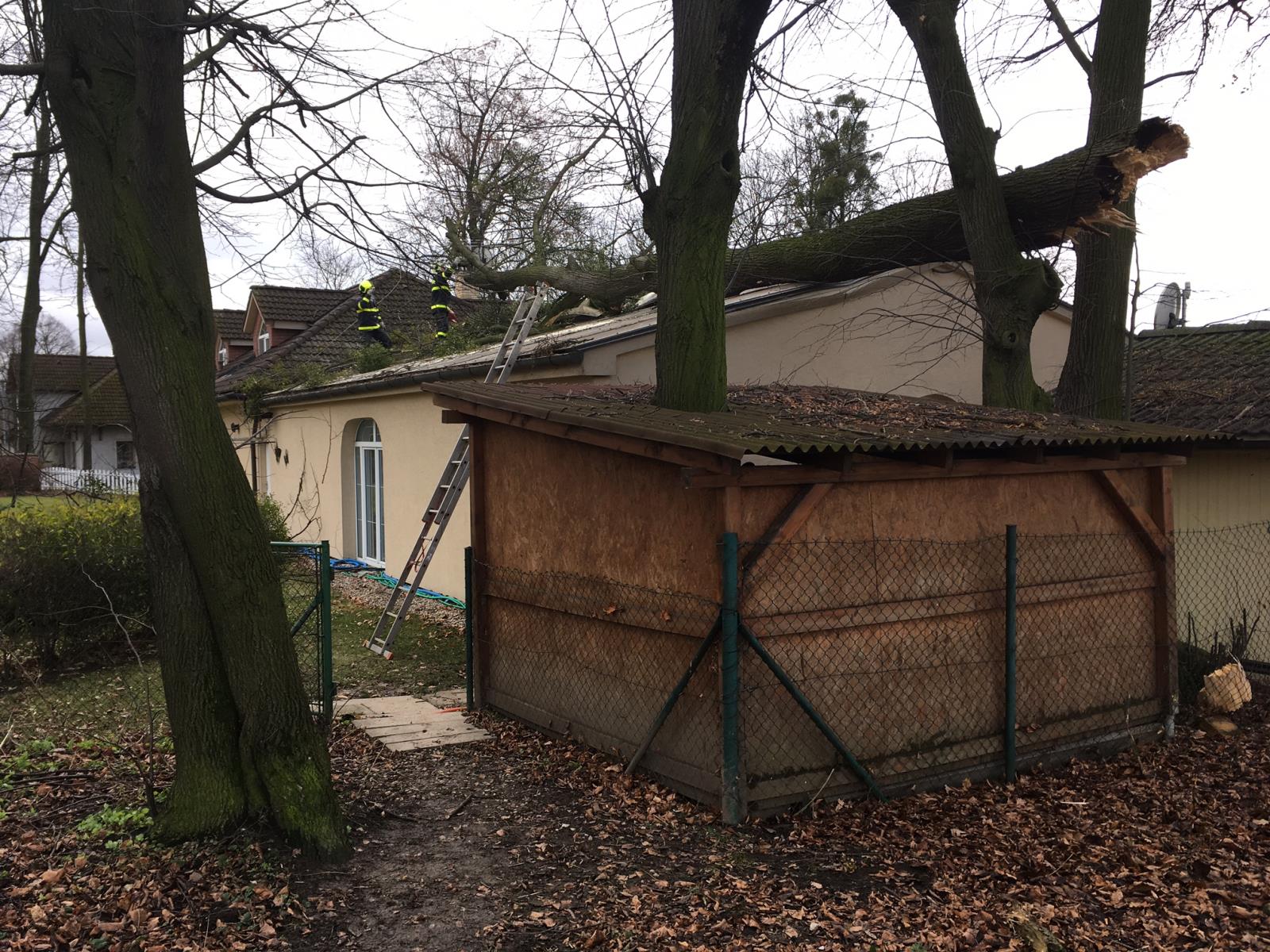 strombazenKunin_Turke (1 NJ).JPG