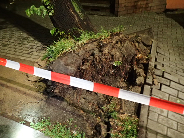 stromjerabNadrazni_Ostrava (2).JPG