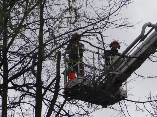 stromy2kaceniskolkaKuncice (OV) (13).JPG