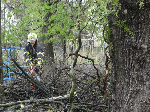 stromy2kaceniskolkaKuncice (OV) (15).JPG