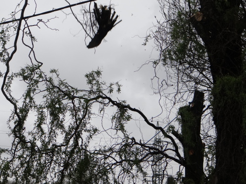 stromy2kaceniskolkaKuncice (OV) (19).JPG