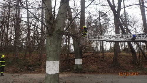 stromy3xSkalkyNovyJicin (3).jpg