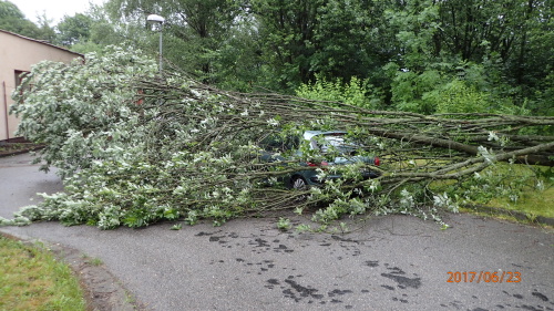 stromyautorezaniOrlova (2).JPG