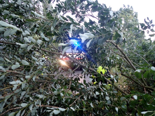 topoly3silniceJistebnik (3).JPG