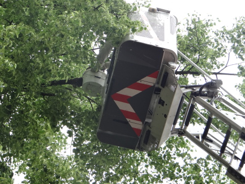 vcelirojstromOstrava-Poruba (9).JPG