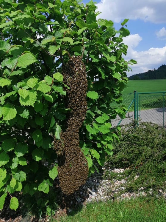 včely3.jpg