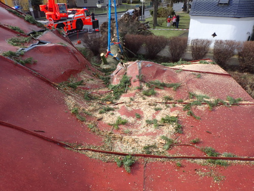 vitrRDstromNoveSedlice (2).JPG