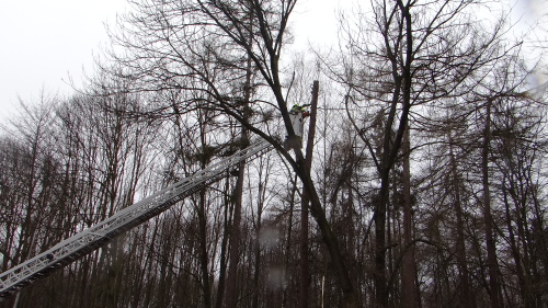 vitrmodrinBelskylesOV (11).JPG