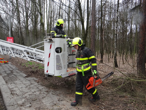 vitrmodrinBelskylesOV (13).JPG