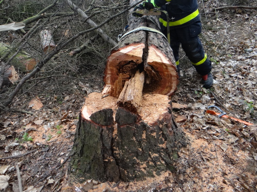 vitrmodrinBelskylesOV (19).JPG