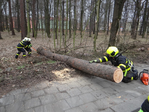 vitrmodrinBelskylesOV (21).JPG