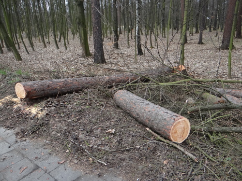 vitrmodrinBelskylesOV (22).JPG