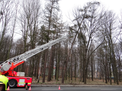 vitrmodrinBelskylesOV (3).JPG