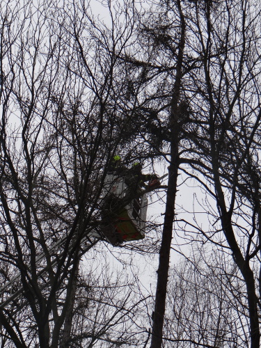 vitrmodrinBelskylesOV (7).JPG