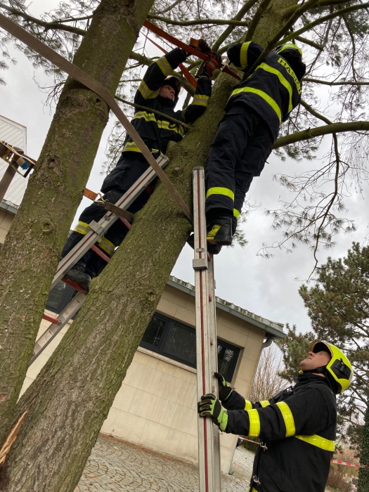 vitrstromhrbitovBilovec (1 NJ).JPG