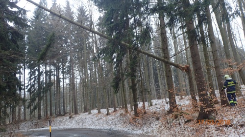 vitrstromyodstranovaniRymarovsko (1).JPG