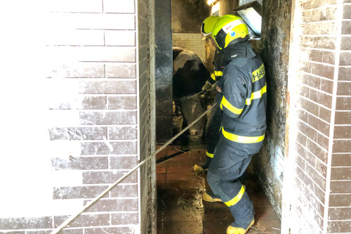 vycvikdobytekBilovec (2).jpg