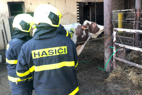 vycvikdobytekBilovec (9).jpg