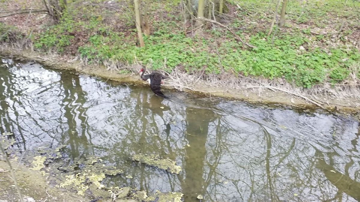 záchrana čápa 25.4.2020.jpg
