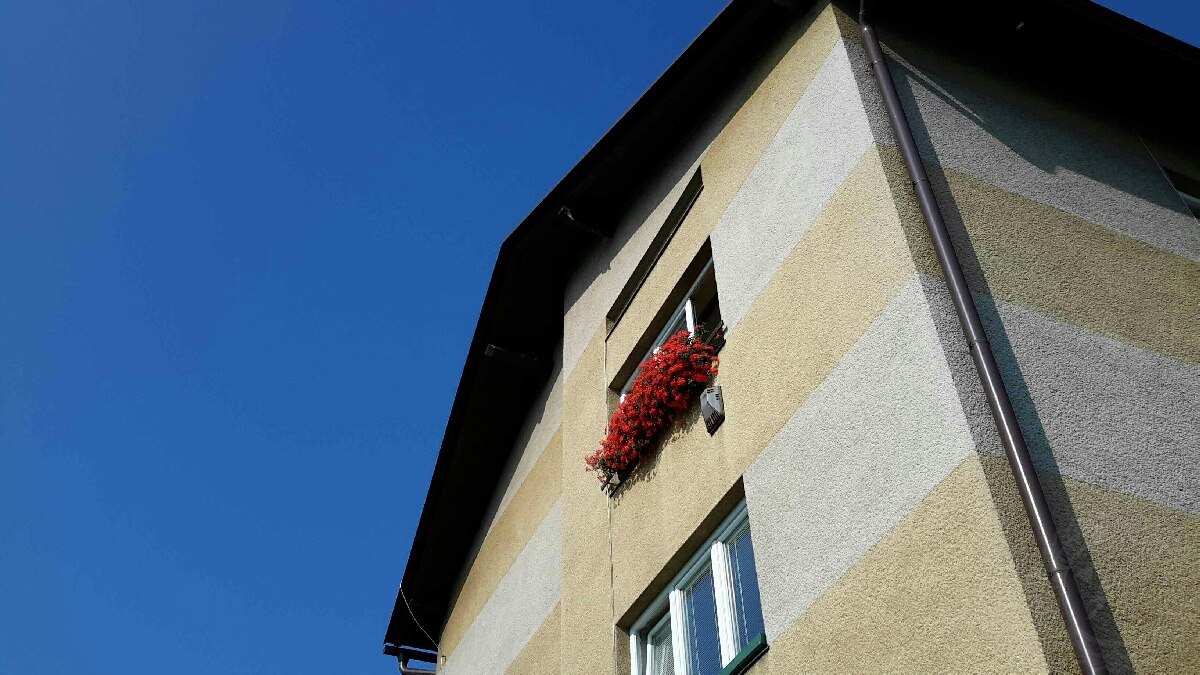 záchrana rorýse1.jpg