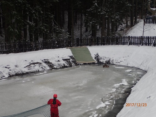 zachrana2srnkyStareHamry (11).JPG