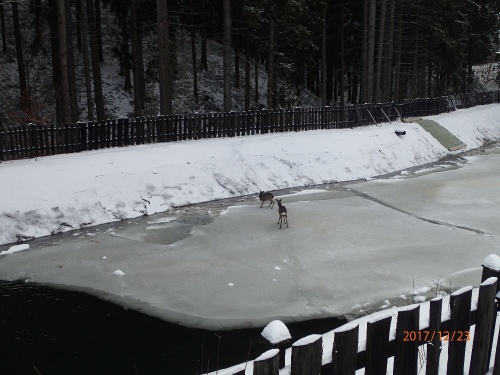 zachrana2srnkyStareHamry (7).JPG