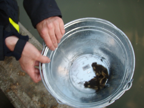 zachranakachnickyrybnikRymarov (BR) (5).JPG